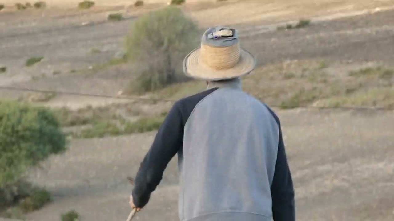 chasse des lévriers 2022/2023 صيد الكلاب السلوقية