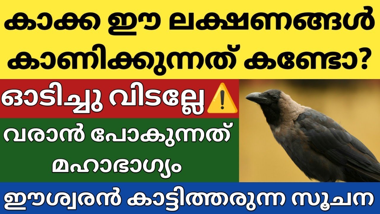 കാക്ക ഈ ലക്ഷണം കാണിച്ചാൽ ഓടിക്കല്ലേ, വരാൻ പോകുന്നത് മഹാഭാഗ്യം|കാക്ക വെറും പക്ഷിയല്ല എന്ന് അറിയുക 
