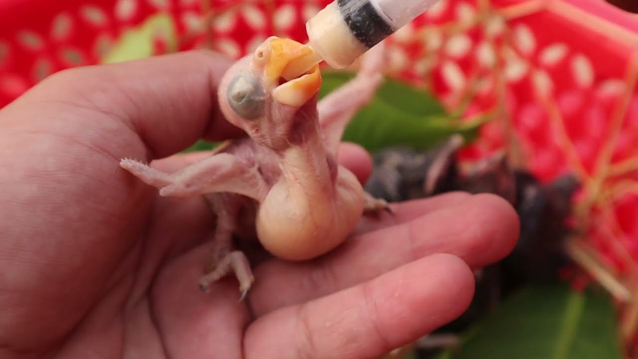 Adorable Parrot Chick Can’t Wait for Milk – Morning Feeding Routine