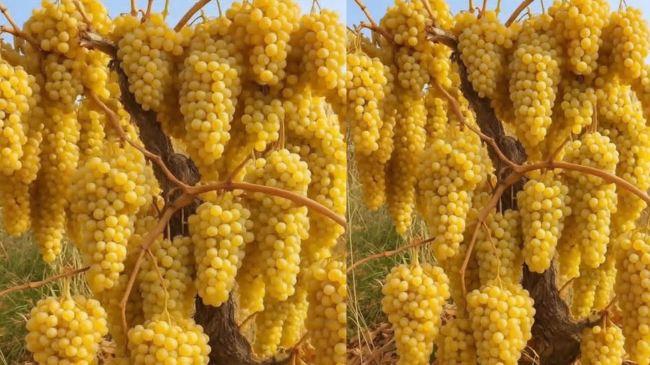 طريقة عبقرية لزراعة العنب 🍇 عمل عريشة عنب تنتج الثمار الغزيرة مجانا١٠٠%grape cultivation بسرعة كبيرة