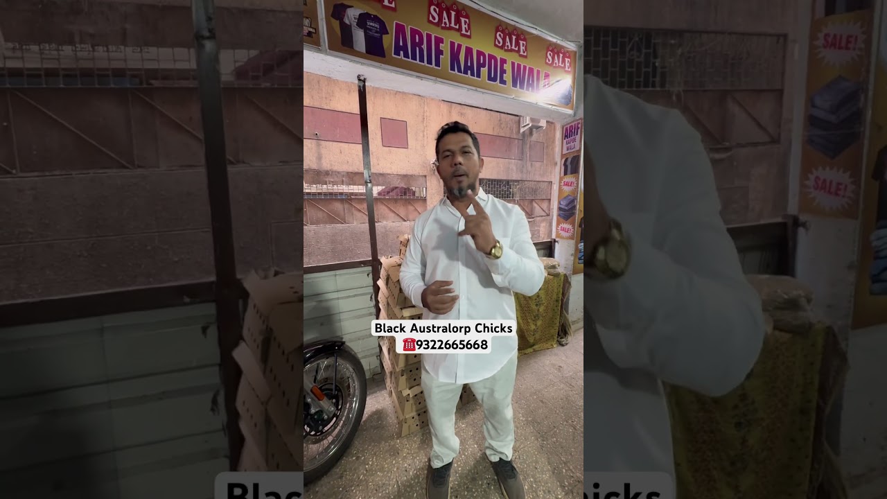 New lot, black Australorp chicks for sale