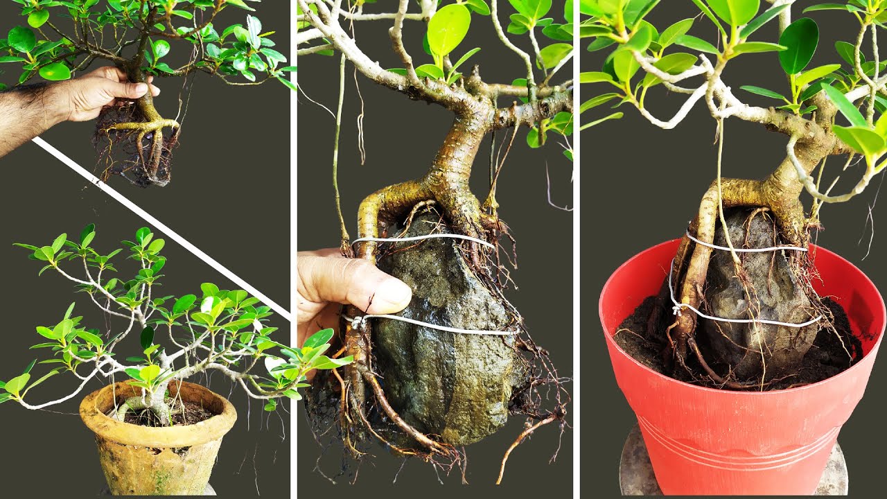 Root Over Rock Bonsai-Easiest way | #BonsaiTrees Ep-01