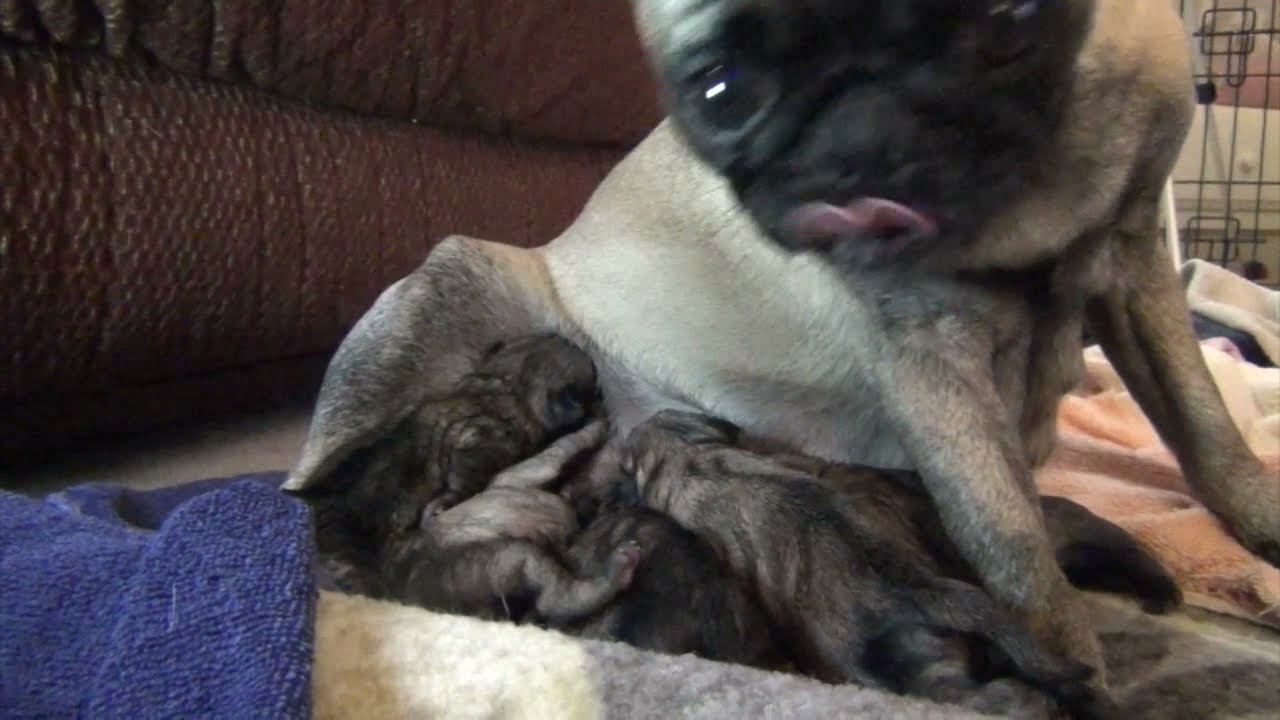 Pregnant Pug gives birth to 6 puppies