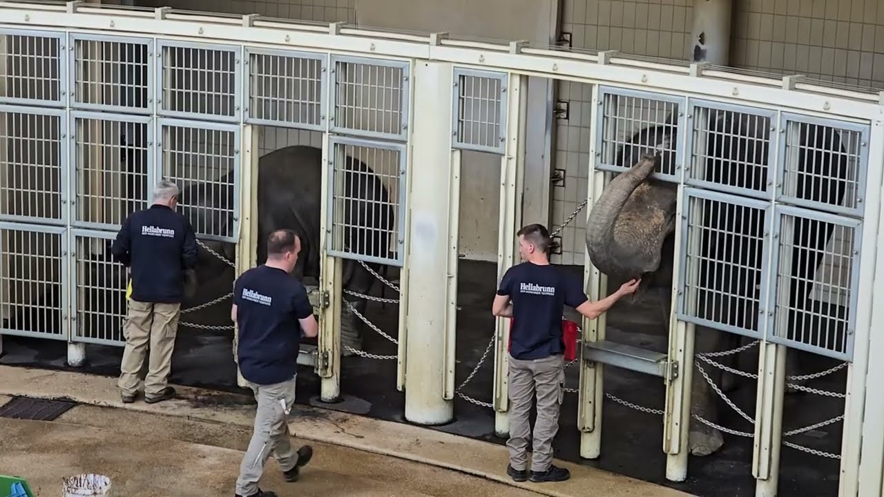 Elefantenkuh Rani wird verarztet 🐘