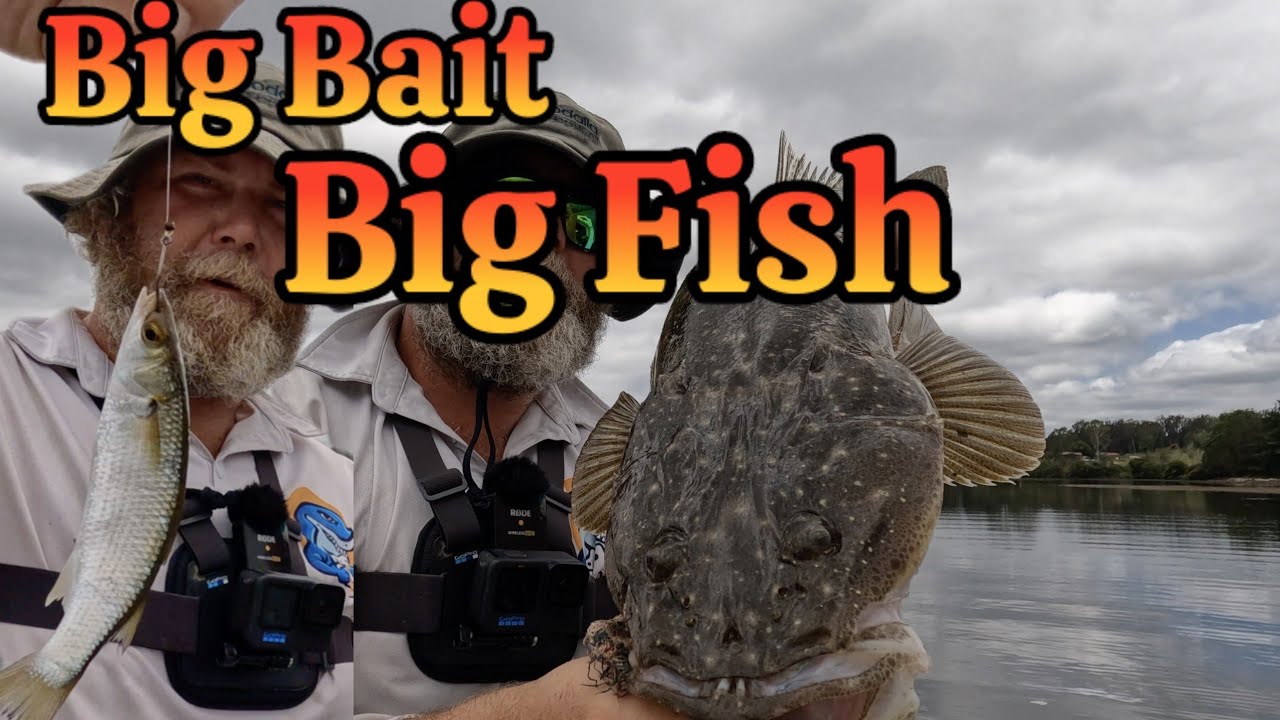 How to Catch BIG Flathead on Live Baits.