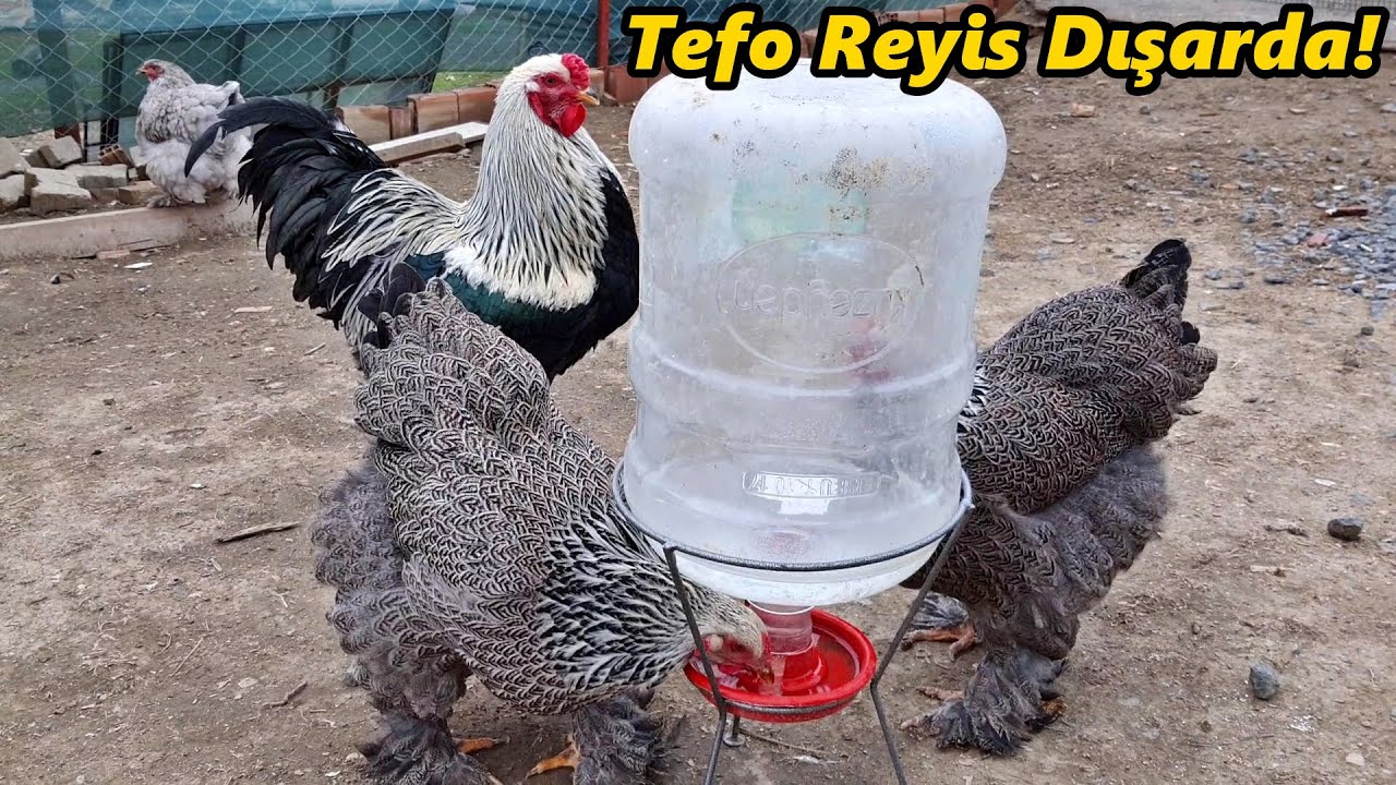 Tefo'nun Ailesi Dışarda!-Kayıplar Var Yine!#Tekirdağ#civciv#horoz#tavuk#hindi#bıldırcın