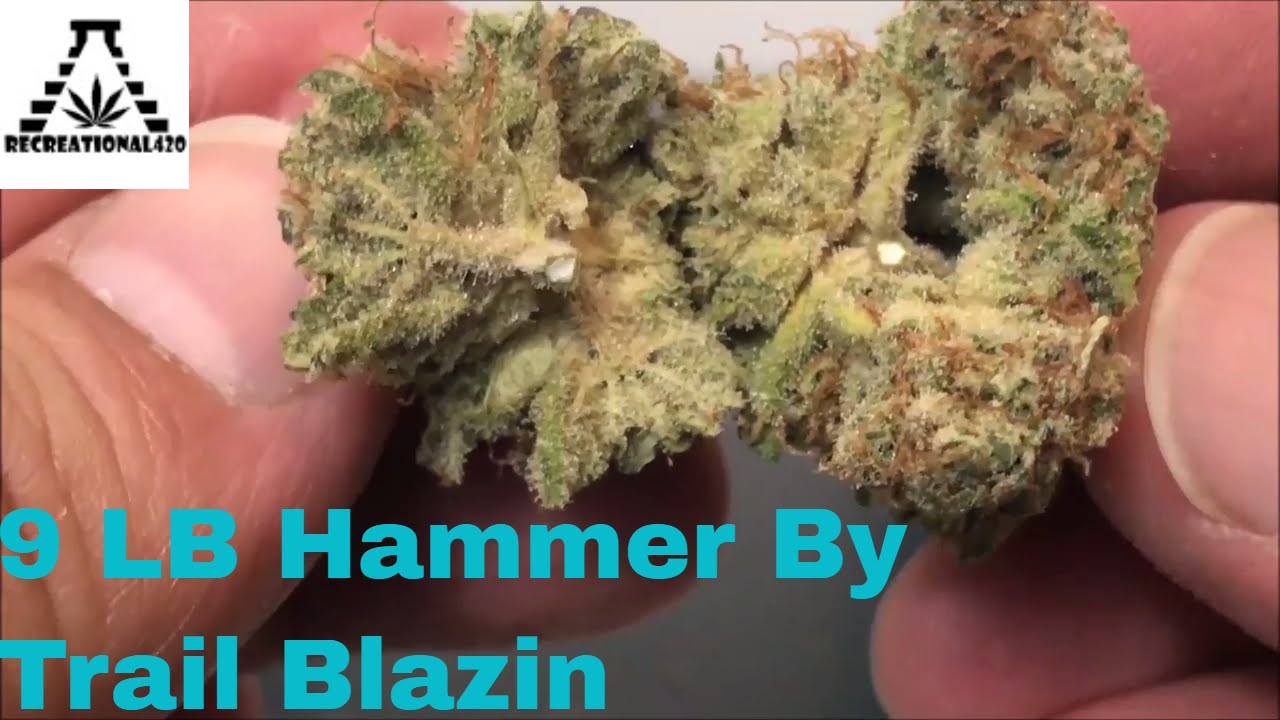 Recreational Cannabis Review of 9Lb Hammer Flower By Trail Blazin