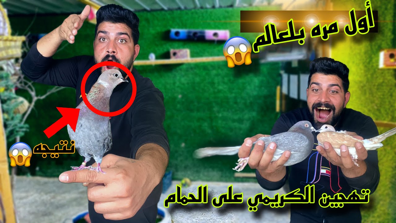 من أصعب التهجينات😱أقوه تهجين حسب طلب المتابعين😎