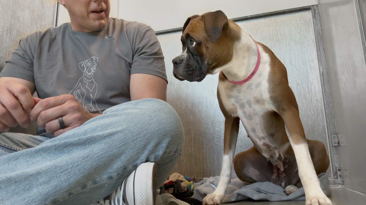 Boxer Left in Backyard Years Gave Up HOPE until she heard this…