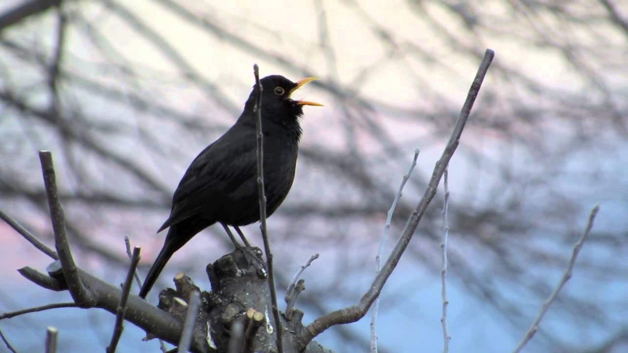 Amsel singt