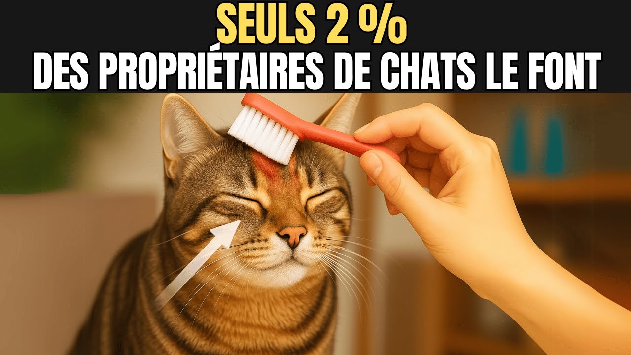 9 choses que les chats adorent et que seuls 2 % des propriétaires font vraiment