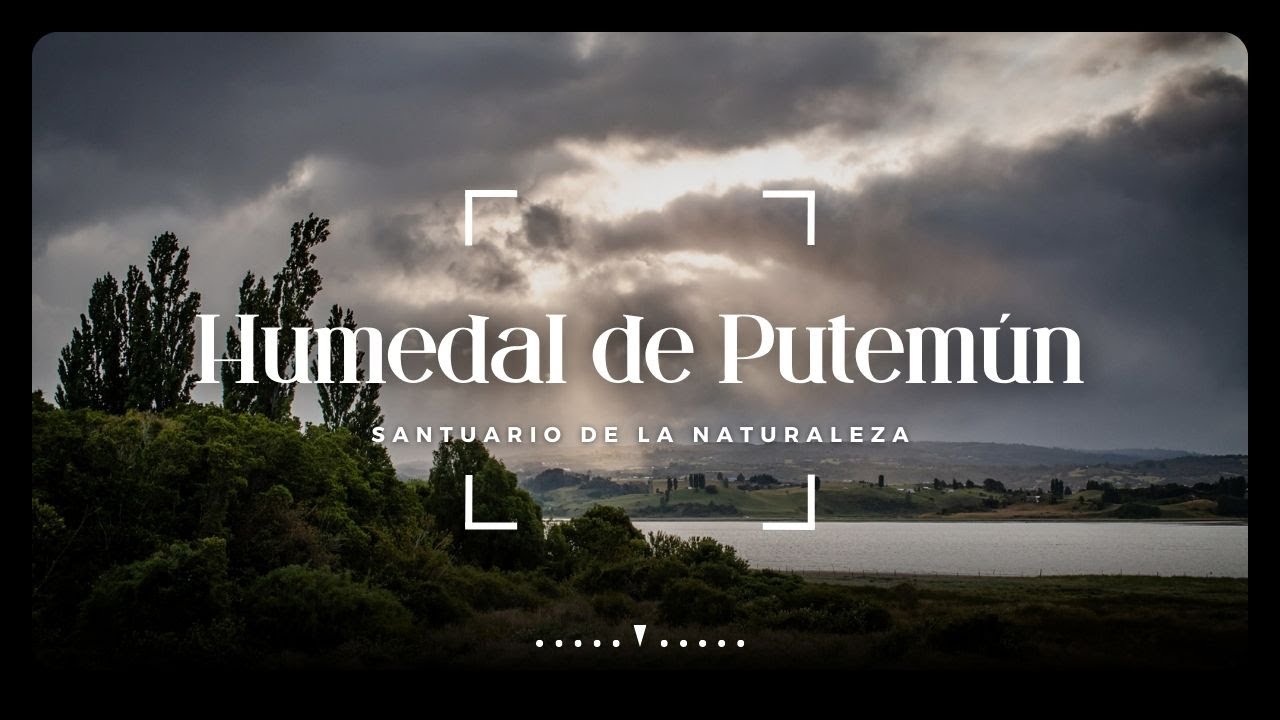 Aves de Chiloé - Humedal de Putemún - Santuario de la Naturaleza