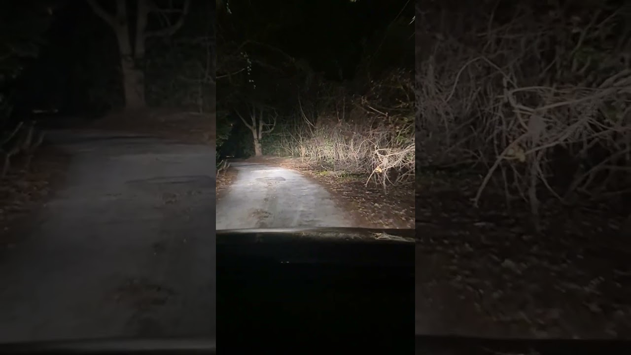 Spooky forest Road in Ocala