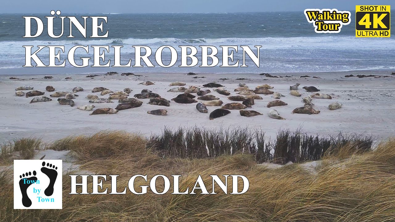 💥 Helgoland, D&uuml;ne, Kegelrobben, Insel Walk, 4k, 60fps