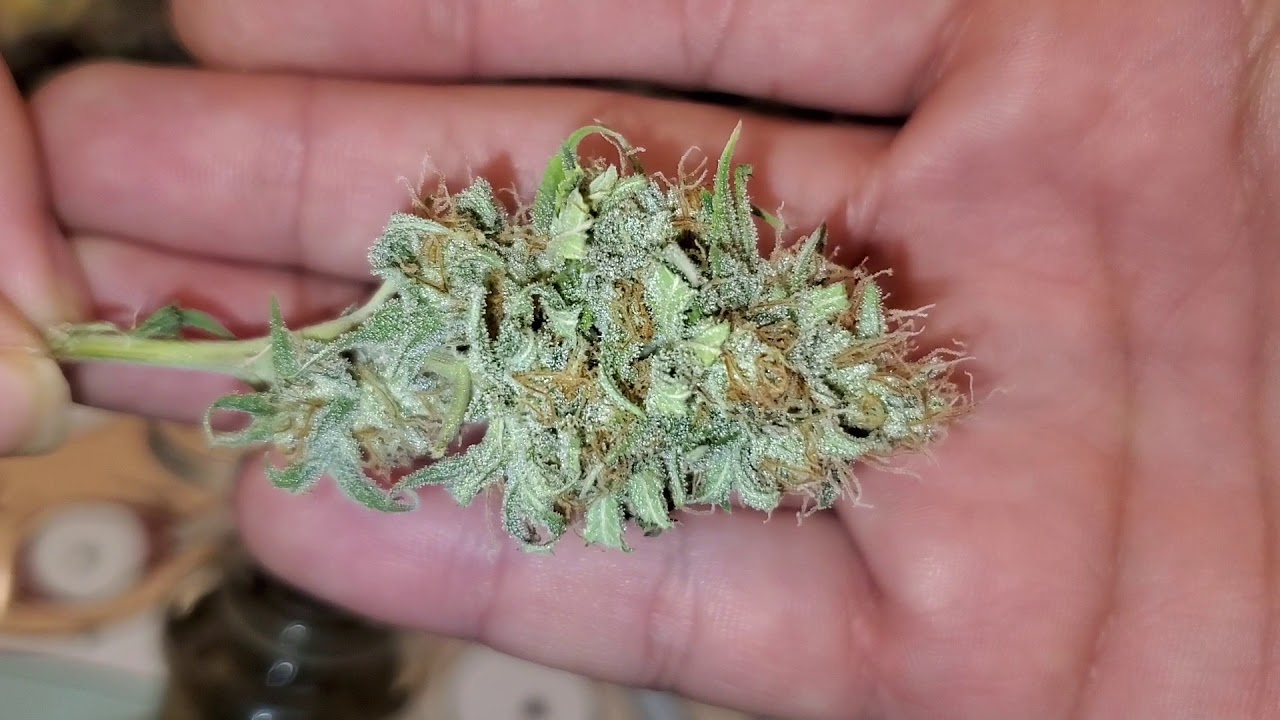 Purple Dawn 💜 Strain Week 9 Smoke Review (GROWROOM) TV 420 📺