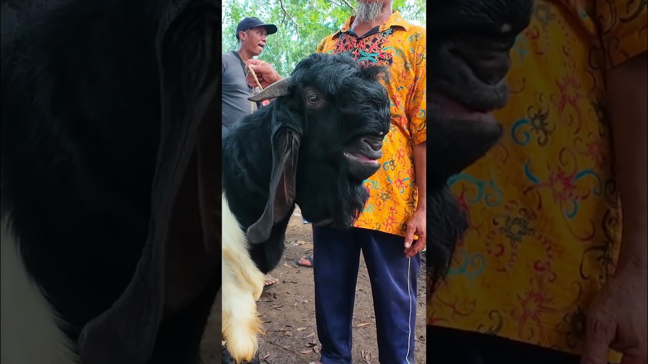Harga kambing jantan jumbo di Pasar Kambing Durenan Trenggalek #goat #dombahamil #domba #belajartern