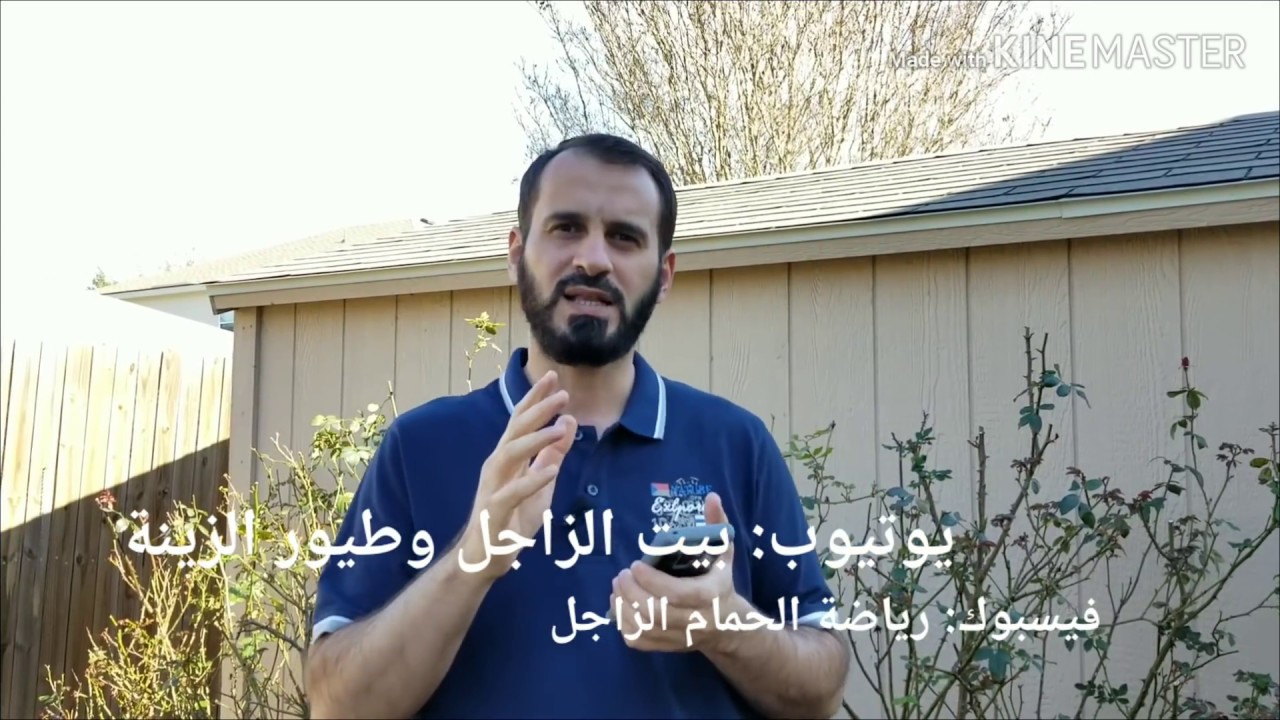 ممكن اجعل الزاجل سريع/ نظام الأرامل