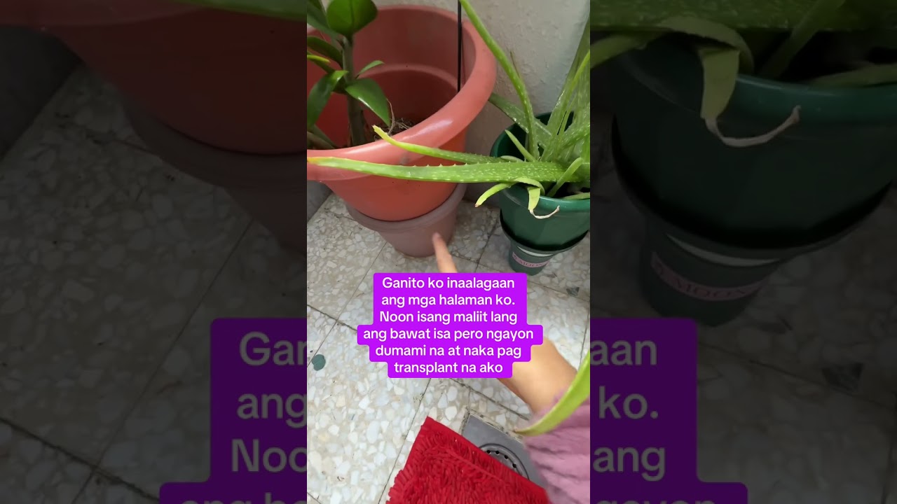 Pampa alis ng stress ko ang mga ito