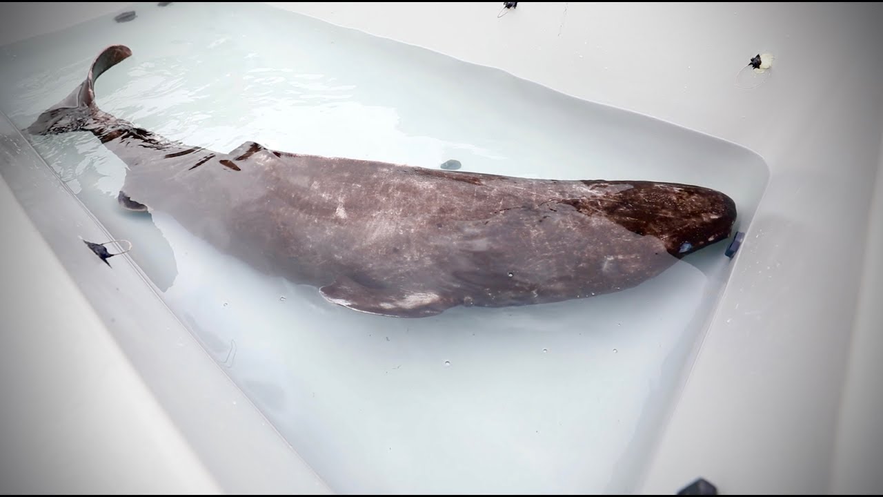 Innovative Pacific Sleeper Shark Study