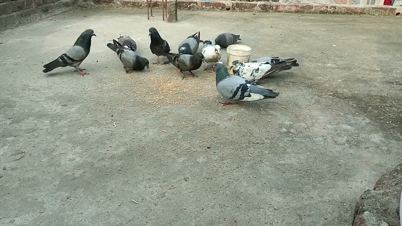 Jo bhai log Meri kabutar ki video dekhte hain Jarur like subscribe kar diya kijiye ❤️❤️👌👌