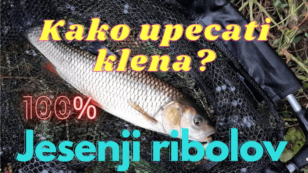 KAKO upecati KLENA?  Nezvani gost ulepsao dan!  SAVETI za pocetnike