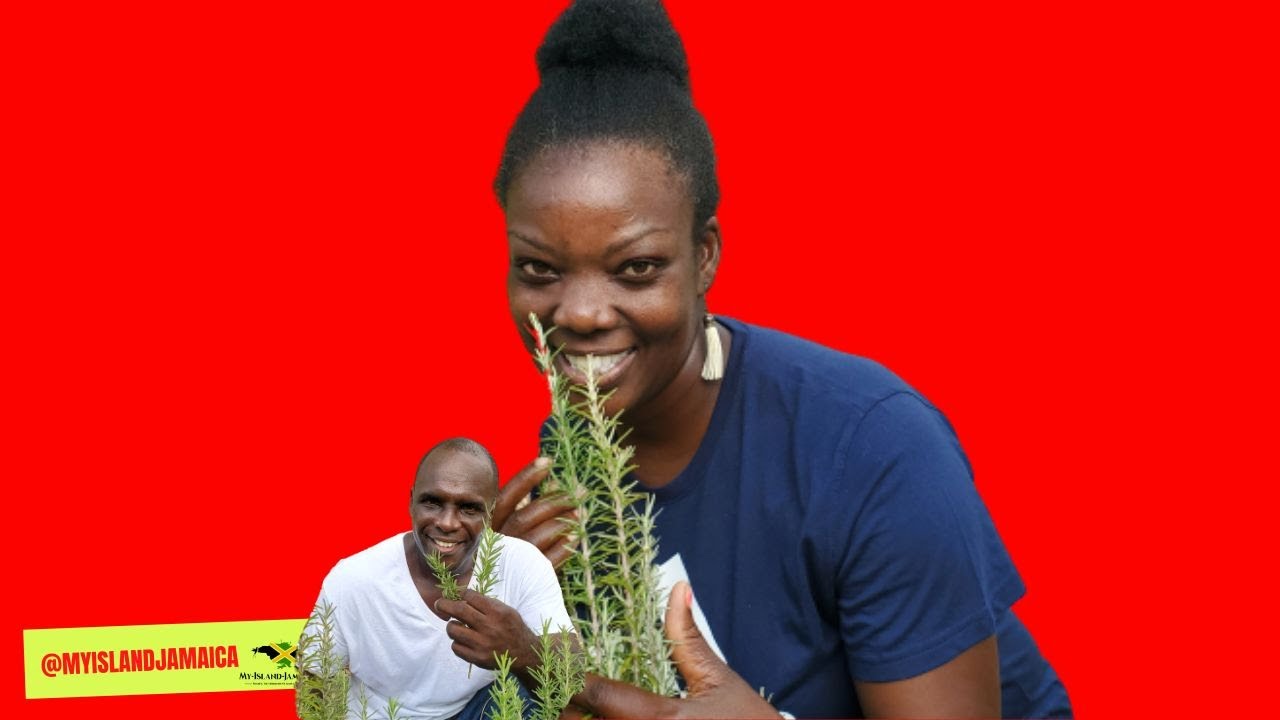 '😍The BOYS love THIS herb (🌿 Rosemary)! | #Medicinal Plants Of #Jamaica
