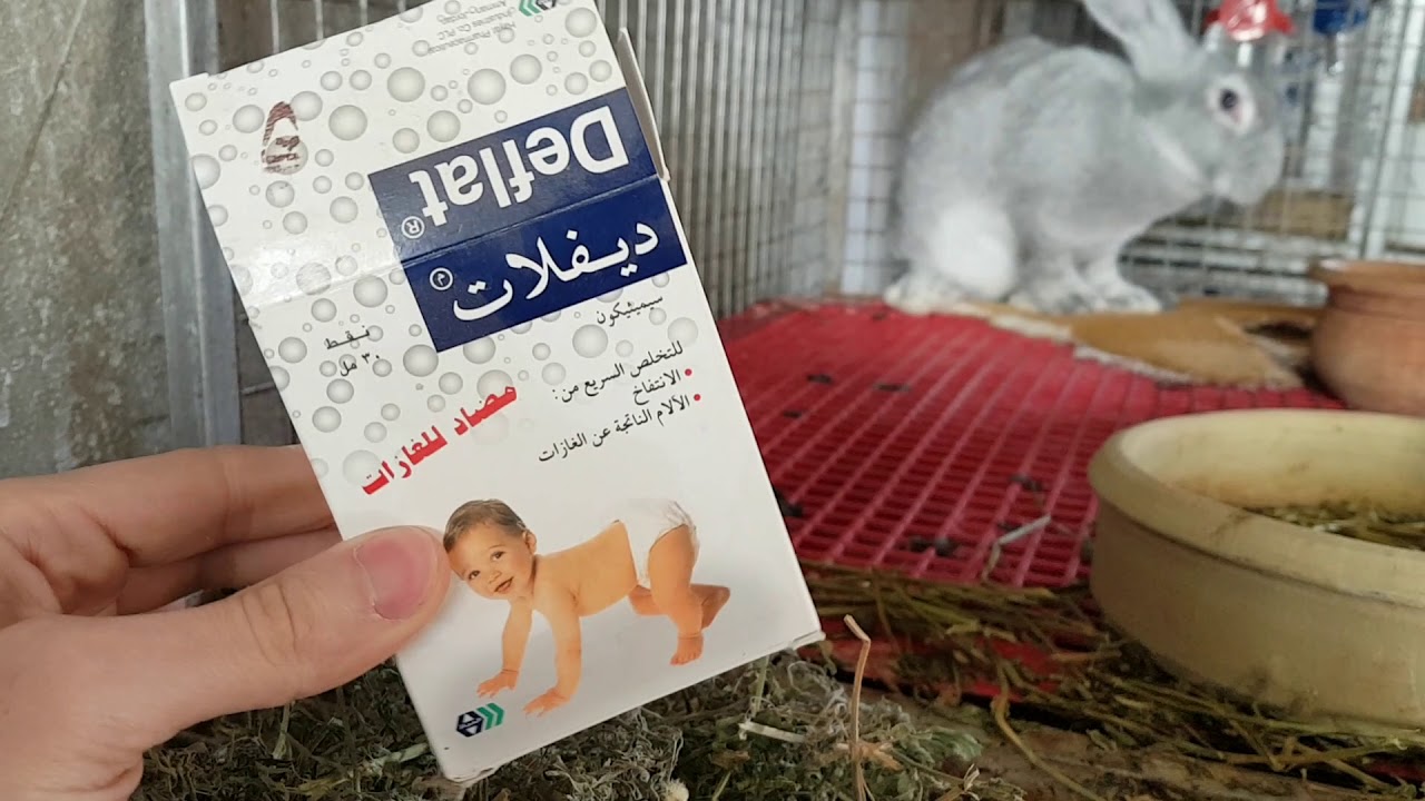 علاج الإنتفاخ عند الارانب