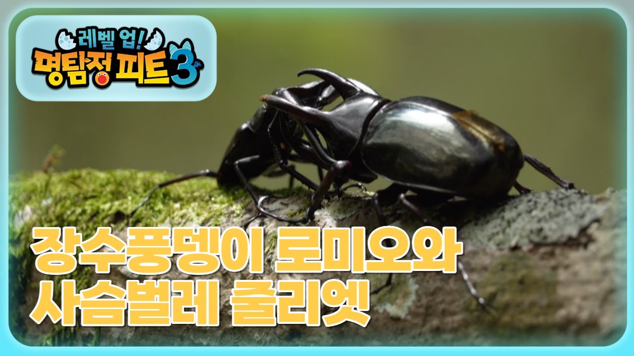 명탐정 피트3 - 장수풍뎅이 로미오와 사슴벌레 줄리엣