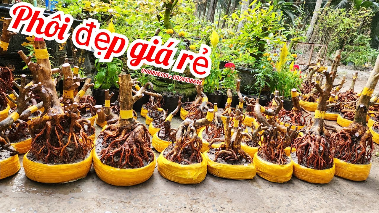 25/2 a Nên 0918818355 v 0328438848 phôi mai bonsai đế đẹp giá rẻ|MaivàngThanhTâm
