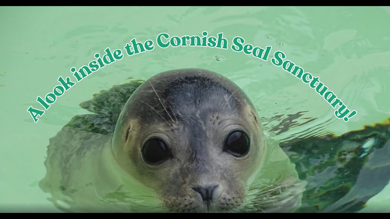 A look inside the Cornish Seal Sanctuary!