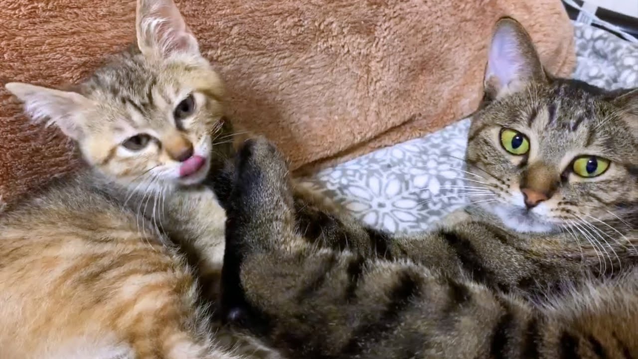 ヤンチャ子猫だった麦わら猫が6歳になりました