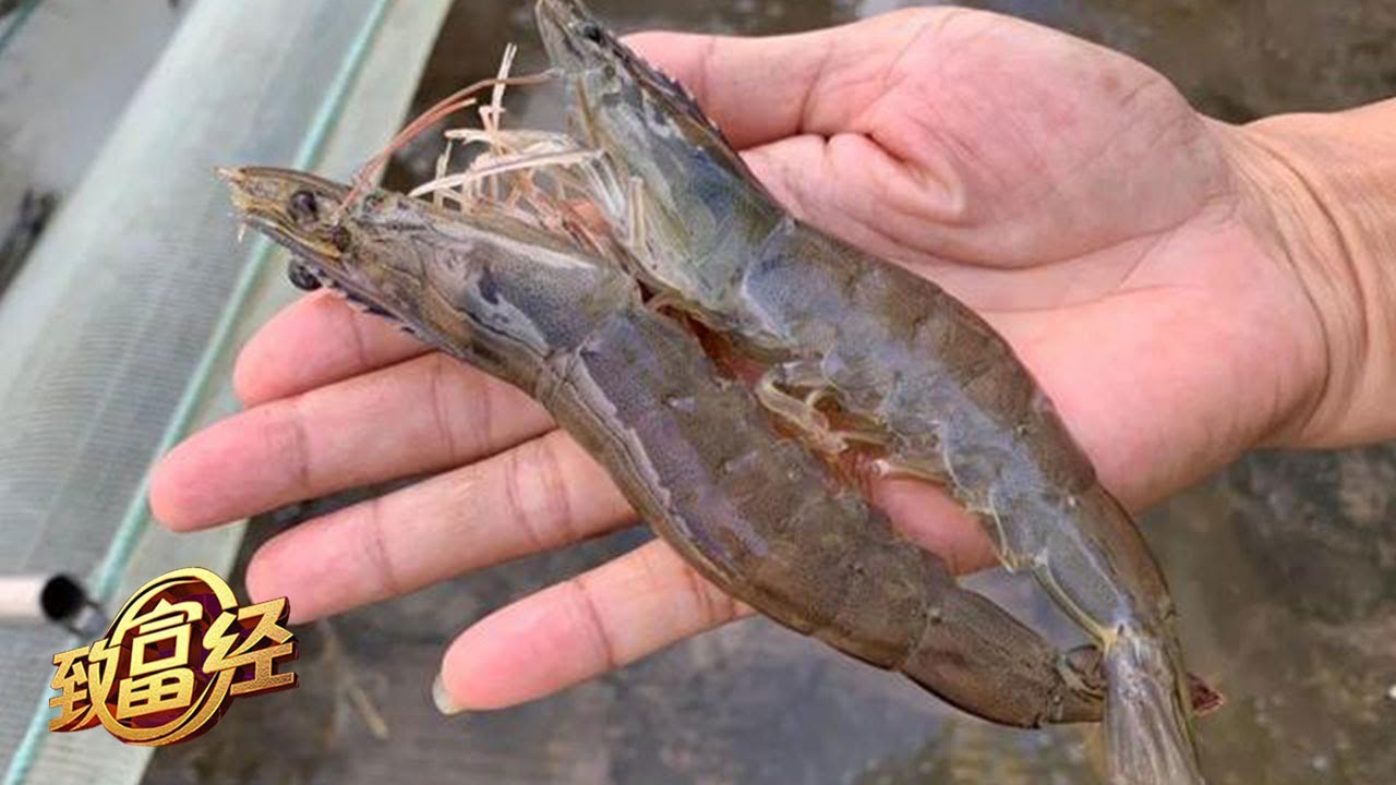 南美白对虾育种攻略来了！解决育种难题，把虾养好的高招都在这里！|「致富经」20221109