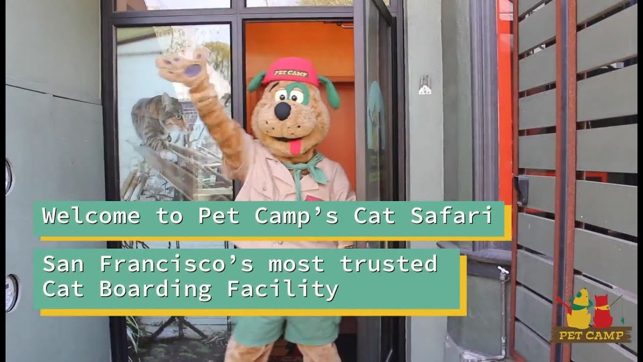 Cat Safari Tour - Pet Camp | San Francisco's Most Trusted Cat Boarding Facility