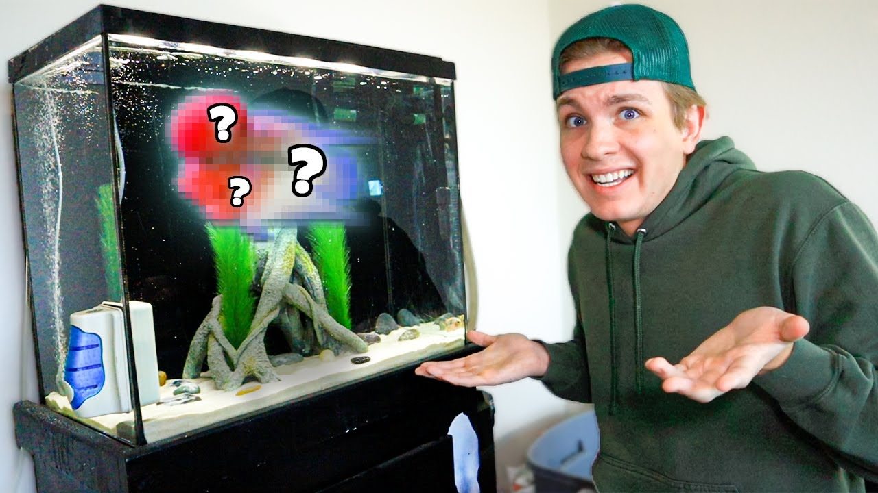 BUYING a ULTRA RARE Flowerhorn for 30G Aquarium!!