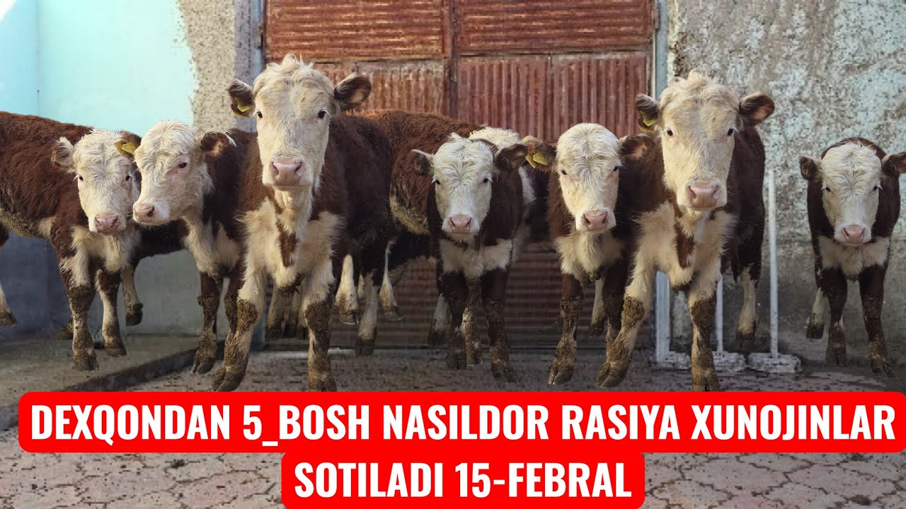 DEXQONDAN RASSIYA NASILDOR 5_BOSH YOSH  XONOJINLAR SOTILADI 🔥🔥👍👍