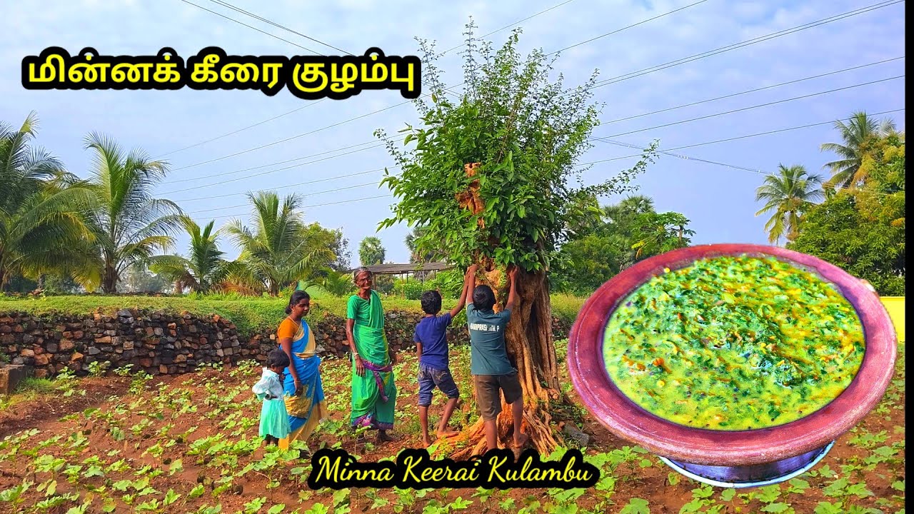 மரத்திலிருந்து வரும் கீரை , #மின்னக் கீரை குழம்பு l #Minna keerai kulambu, l #village spinach es 