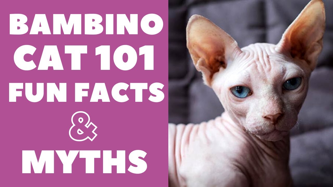 Bambino Cats 101 : Fun Facts & Myths