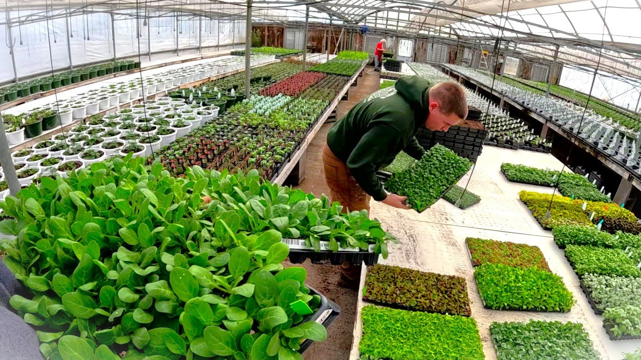 Filling our massive greenhouse on the farm