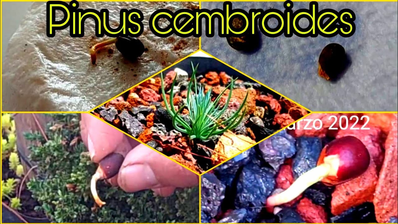 como germinar pino sembroides piñon