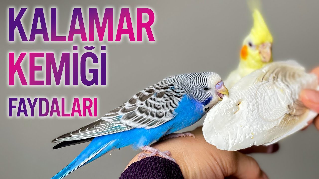 Kalamar, Mürekkep Balığı Kemiği nedir?  Ne işe yarar Muhabbet Kuşları için Faydaları Nelerdir