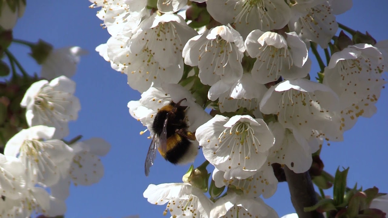 Cerejeiras em Flor 2021 | “Talks and Walks”