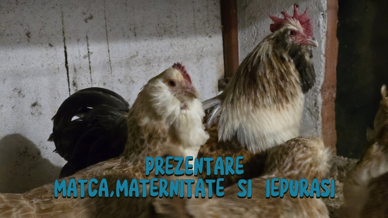 Viața la Țară - episodul 74 - Prezentare matca , incubatoare și iepurași 🐓🐣