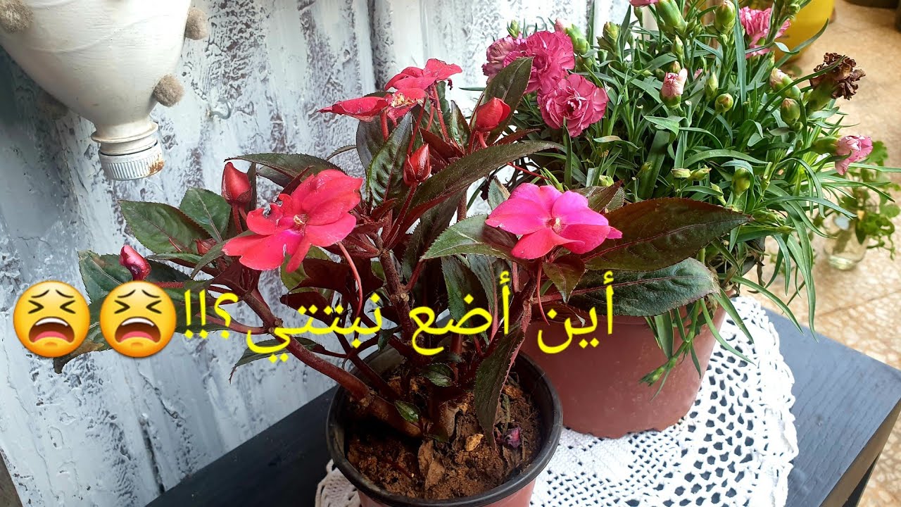 زهرة البلسم-نبات البلسم-لماذا تموت عندي؟أين أضع نبتتي بعد شرائها من المشتل؟😫 - New Guinea impatiens