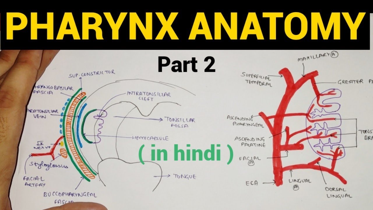 Pharynx Anatomy (2/4) | Oropharynx | Tonsil | Head & Neck