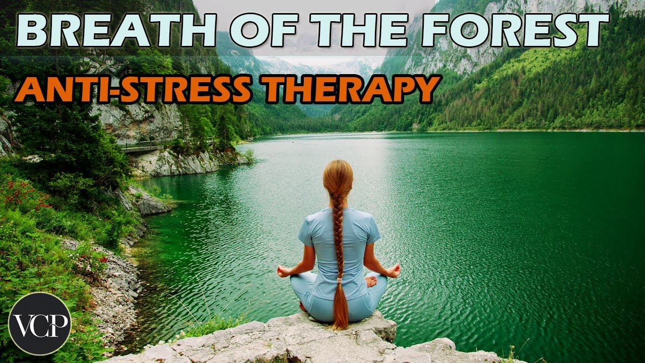 Breath of the Forest: Nature Immersion for Stress Relief | 4K