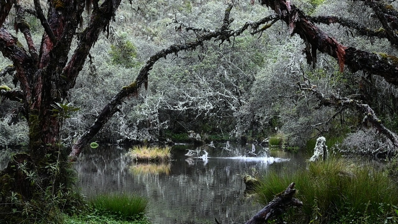La Magia del Polylepis, el ecosistema más extraño de Ecuador