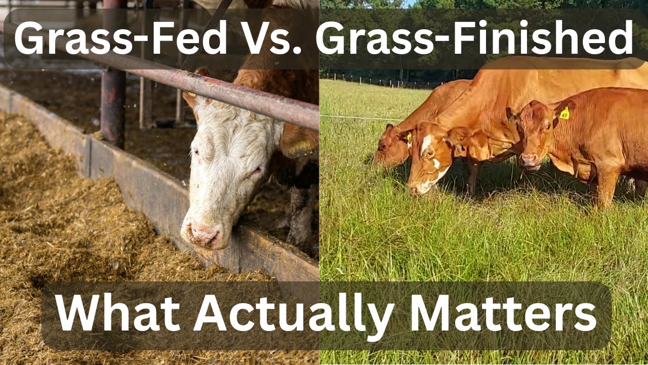 Grass‑Fed vs Grass‑Finished The Buying Guide for Better Beef