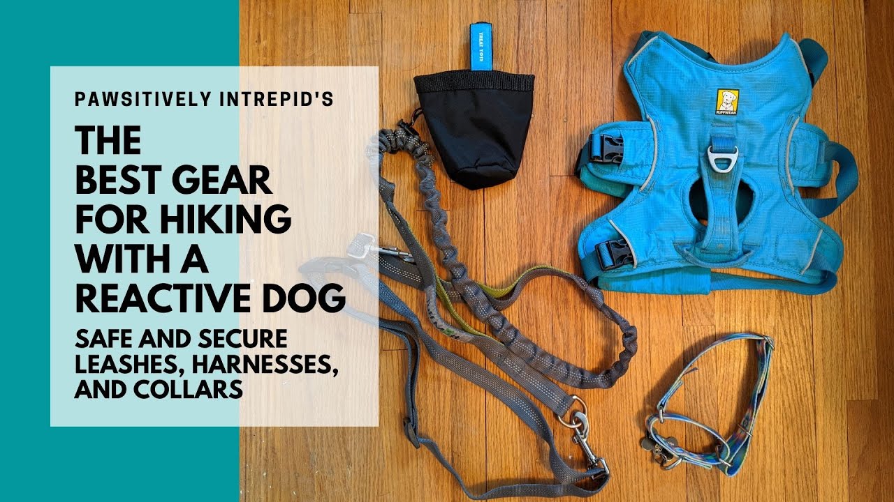 The Best Gear for Hiking with a Reactive Dog: Safe and secure leashes, harness, and collars