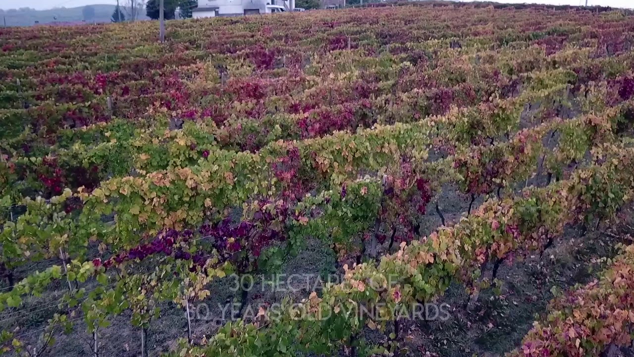 Behind the scenes of MANCINO VERMOUTH