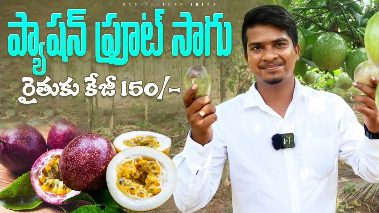 Passion Fruit Farming | ప్యాషన్ ఫ్రూట్ సాగు | Passion Fruit Cultivation In Telugu | Shiva Agriclinic